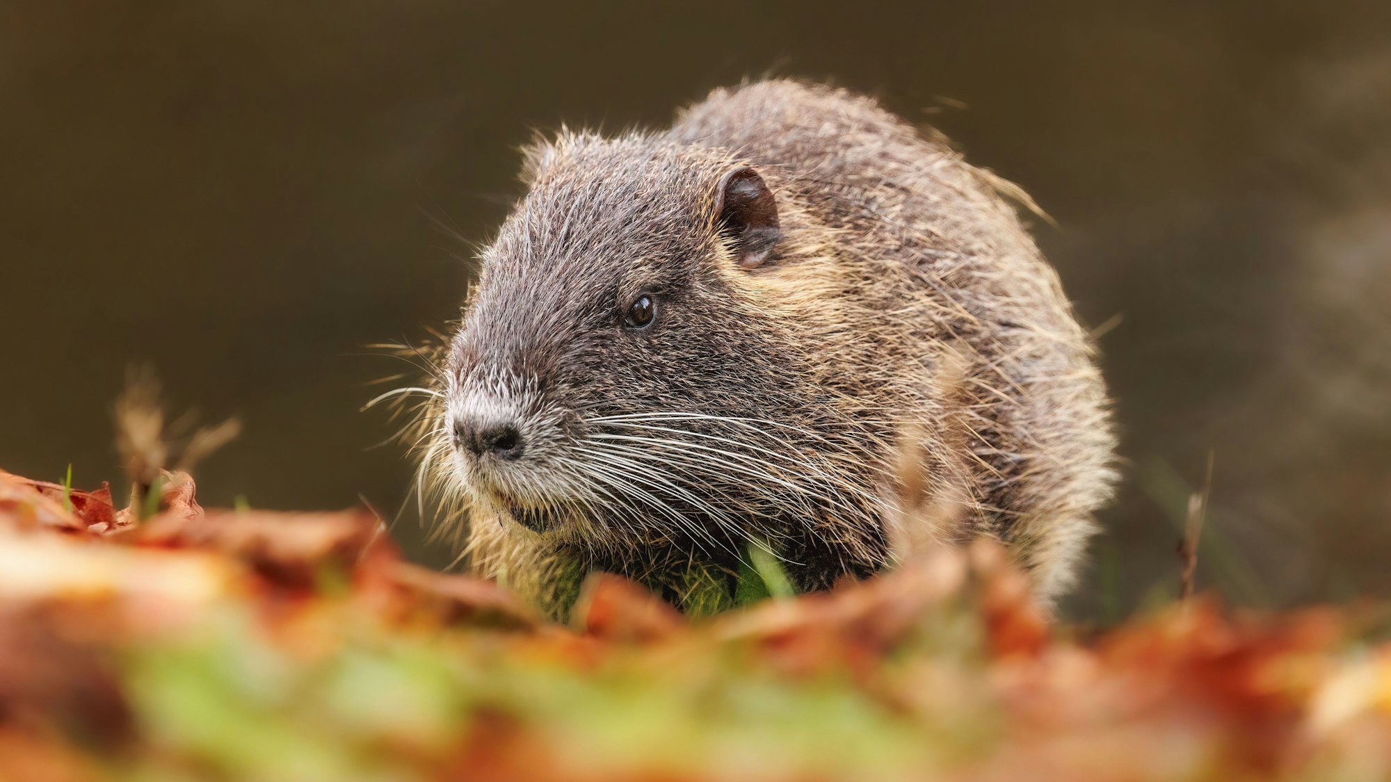 Eine Biberratte, auch Nutria genannt, sitzt auf einem herbstlichen Feld.