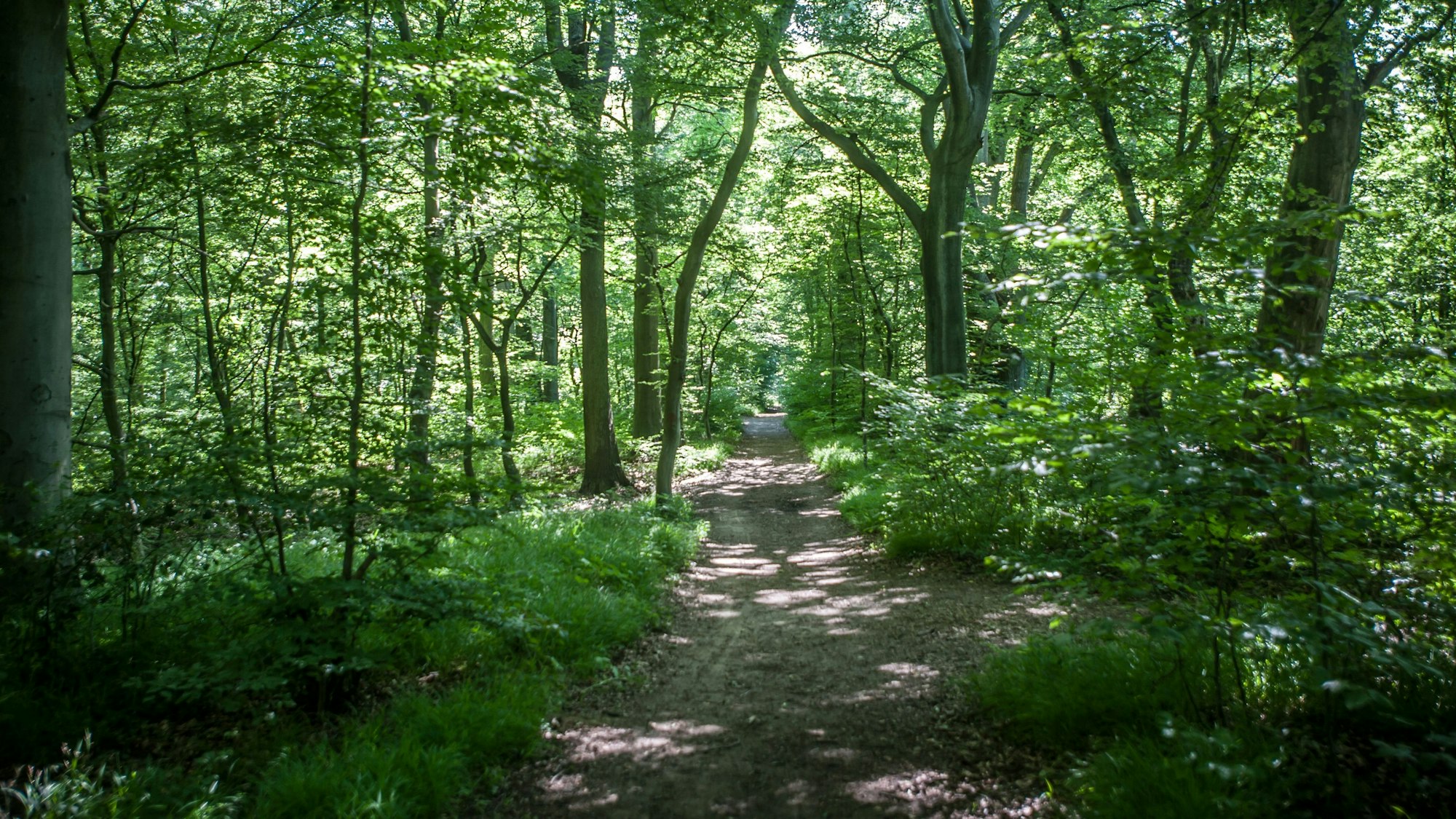 Im Bürgerbusch wurde ein toter Hund in einem Koffer gefunden (Symbolfoto).