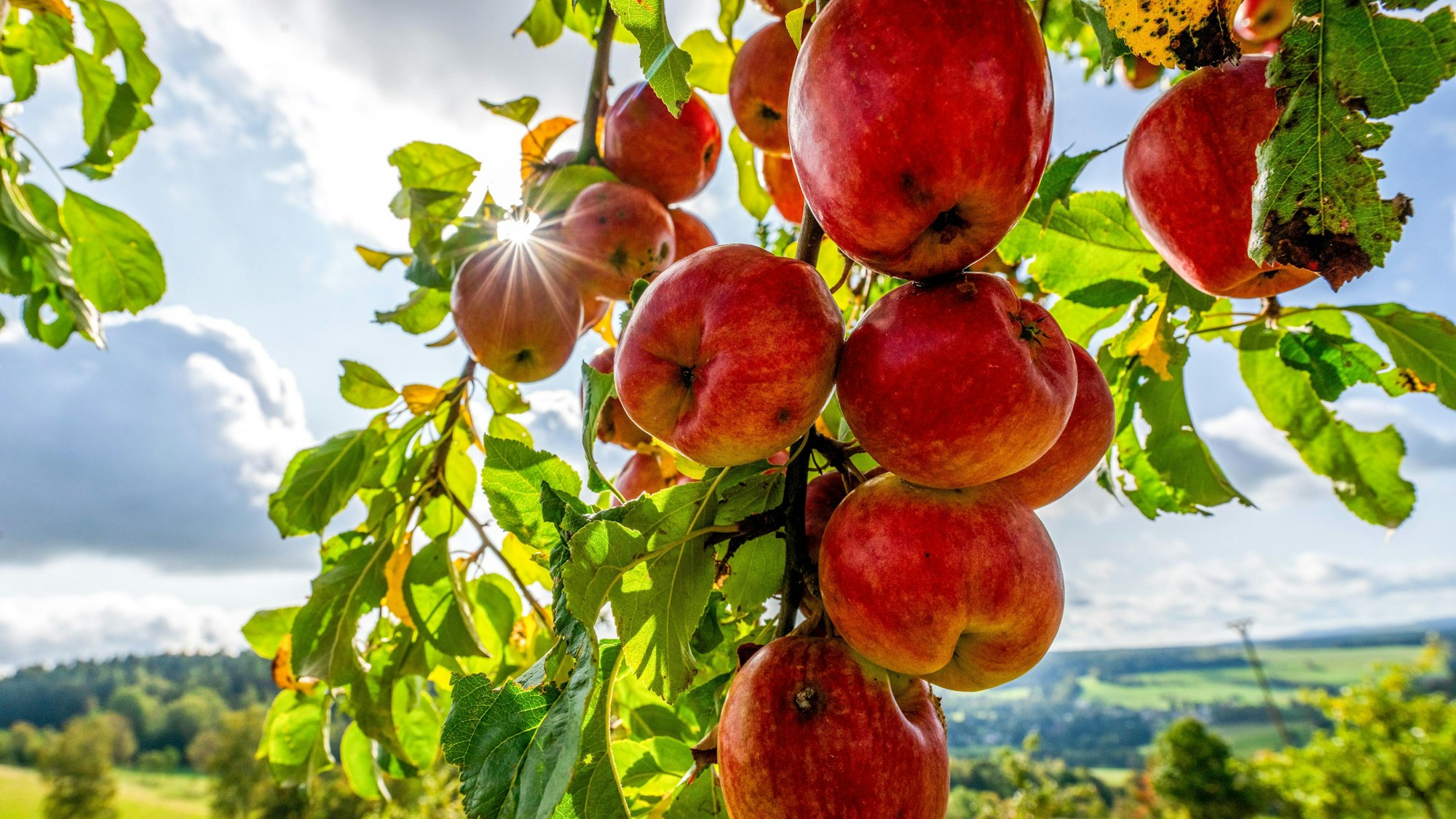 Rote Äpfel hängen von Zweigen eines Apfelbaums. Sie werden von der Sonne angestrahlt.