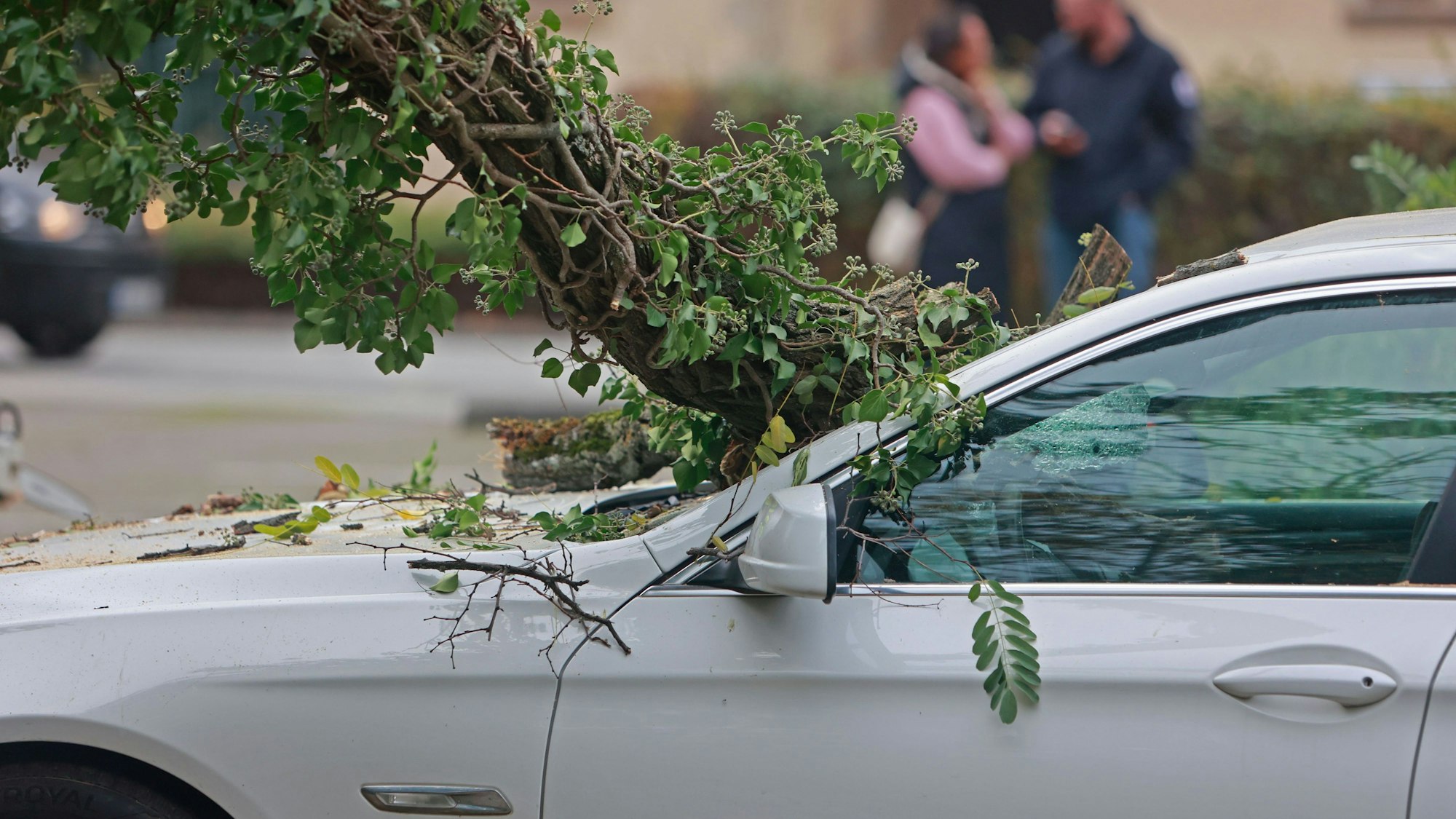Der Ast eines Baumes steckt in einer Windschutzscheibe eines PKW, der in Wernigerode parkt. Tief Emir hat den Harz erreicht und auch mehrere Schäden hinterlassen. Auf dem Brocken herrschen starke Windböen mit Spitzengeschwindigkeiten von über 100 Stundenkilometern. Auch im Flachland wie hier in Wernigerode wurden Schäden gemeldet.
