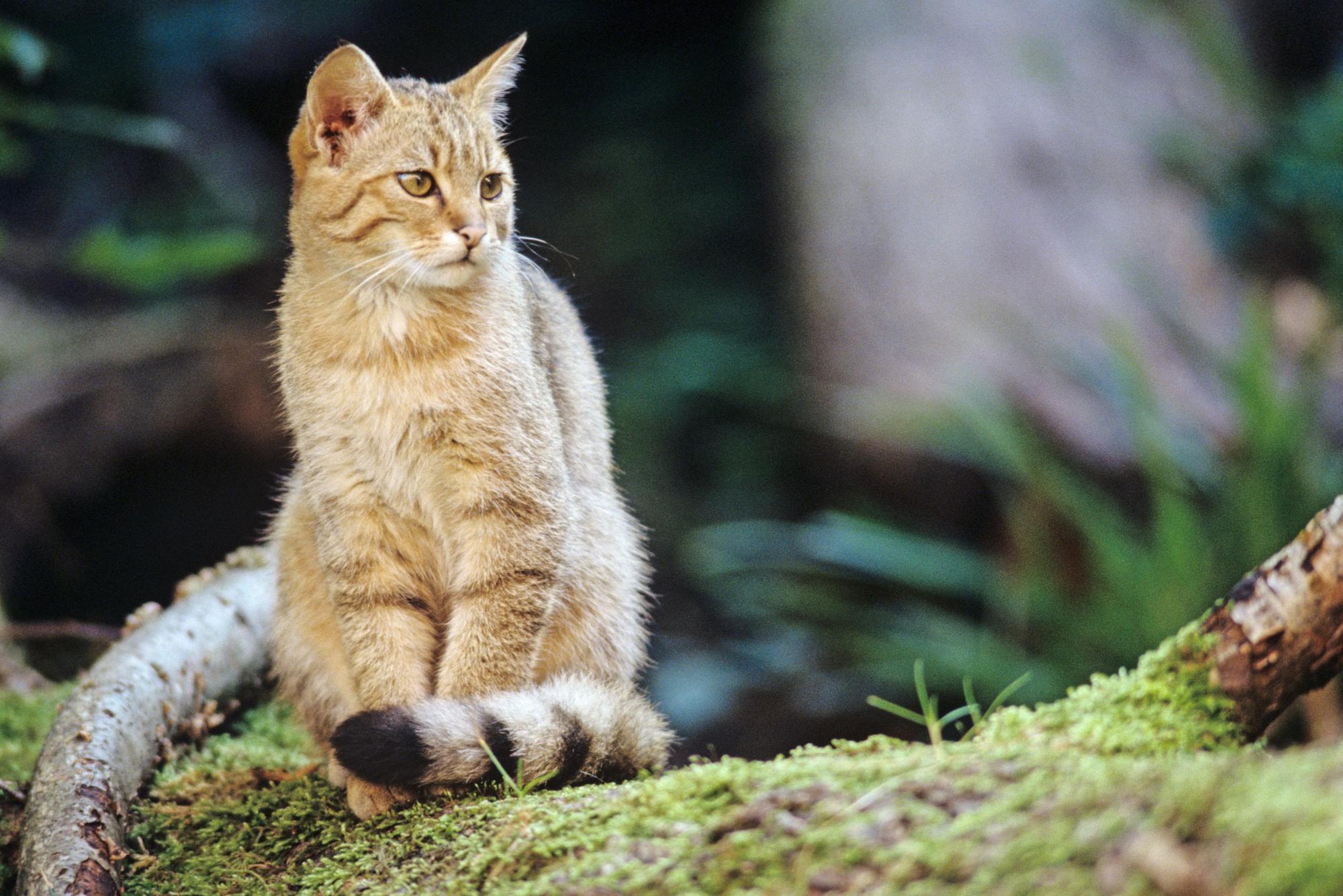 Nach mehr als 70 Jahren der Abstinenz ist die Wildkatze offenbar in die Wälder auf dem Nutscheid-Höhenzug bei Waldbröl zurückgekehrt.