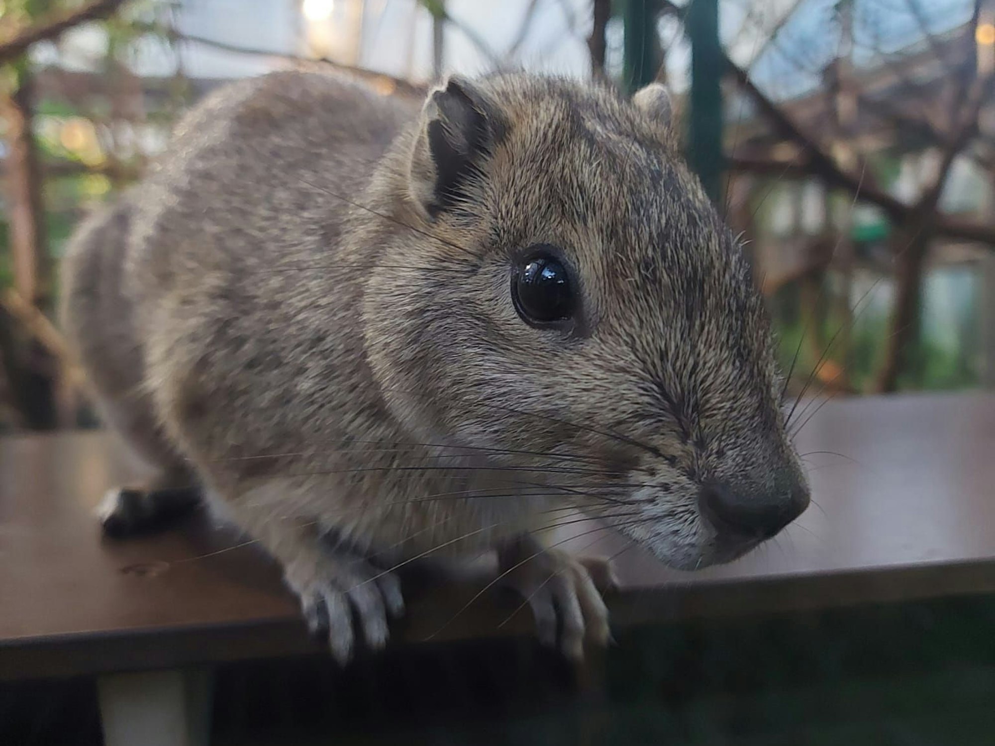Felsenmeerschweinchen im Kölner Zoo