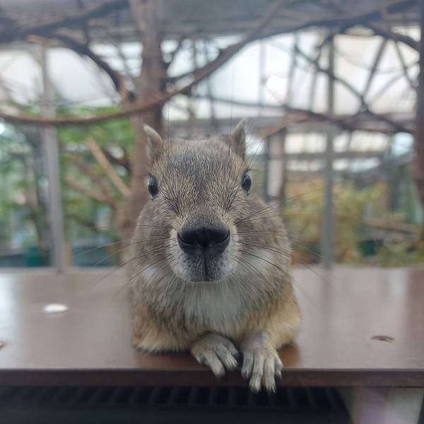 Felsenmeerschweinchen Kölner Zoo