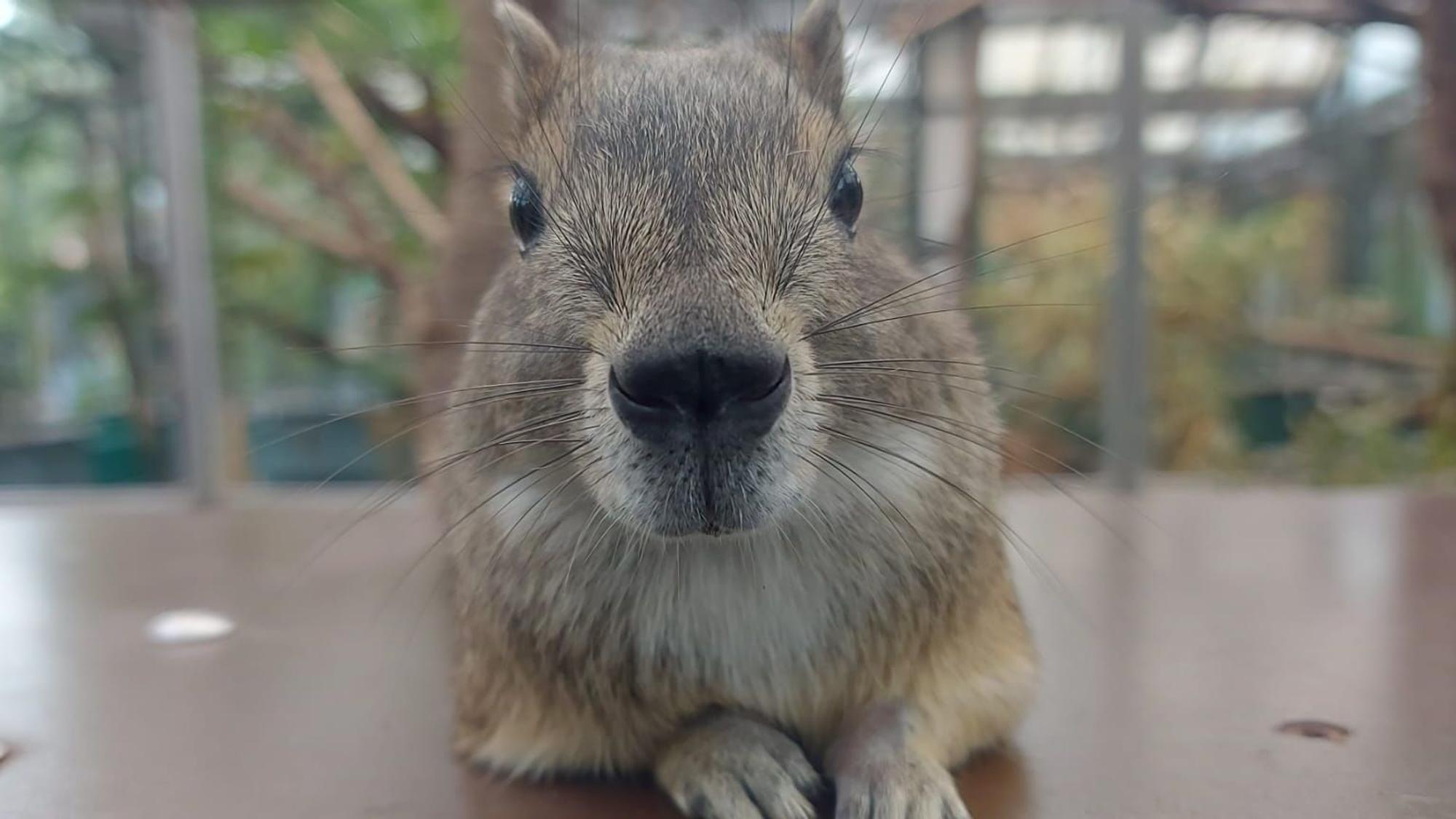 Felsenmeerschweinchen Kölner Zoo