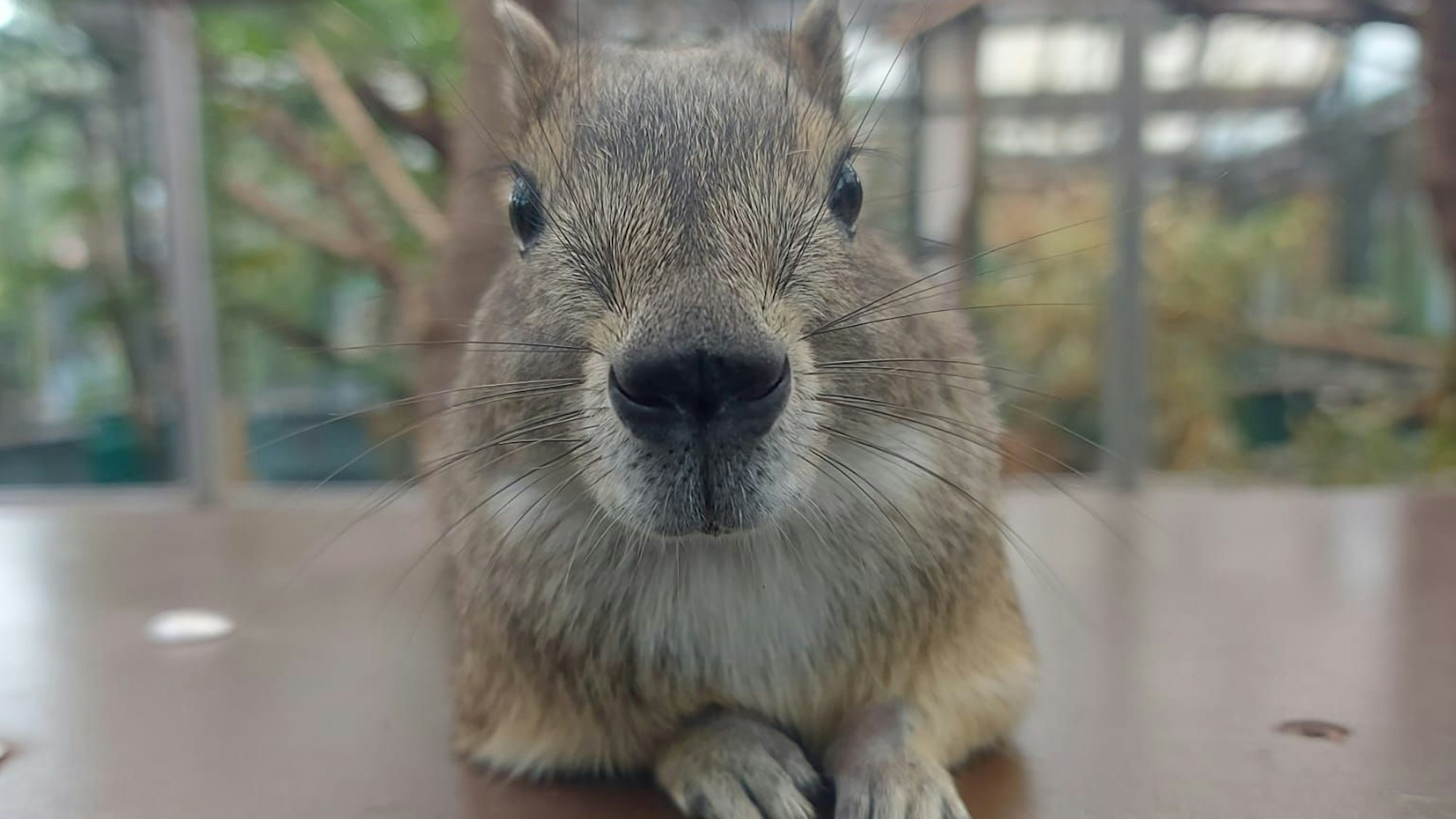 Felsenmeerschweinchen Kölner Zoo