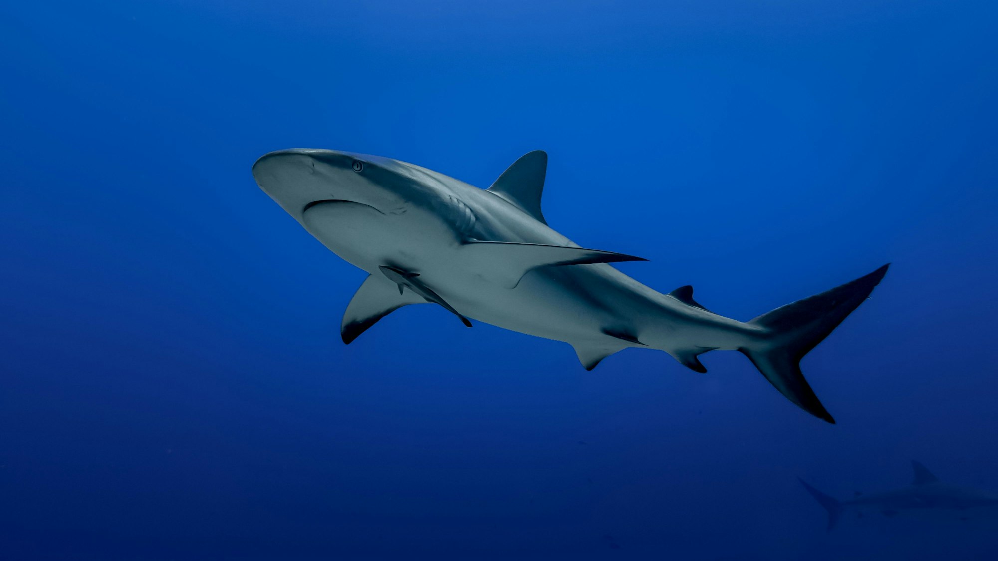 Ein Riffhai auf Beutejagd.