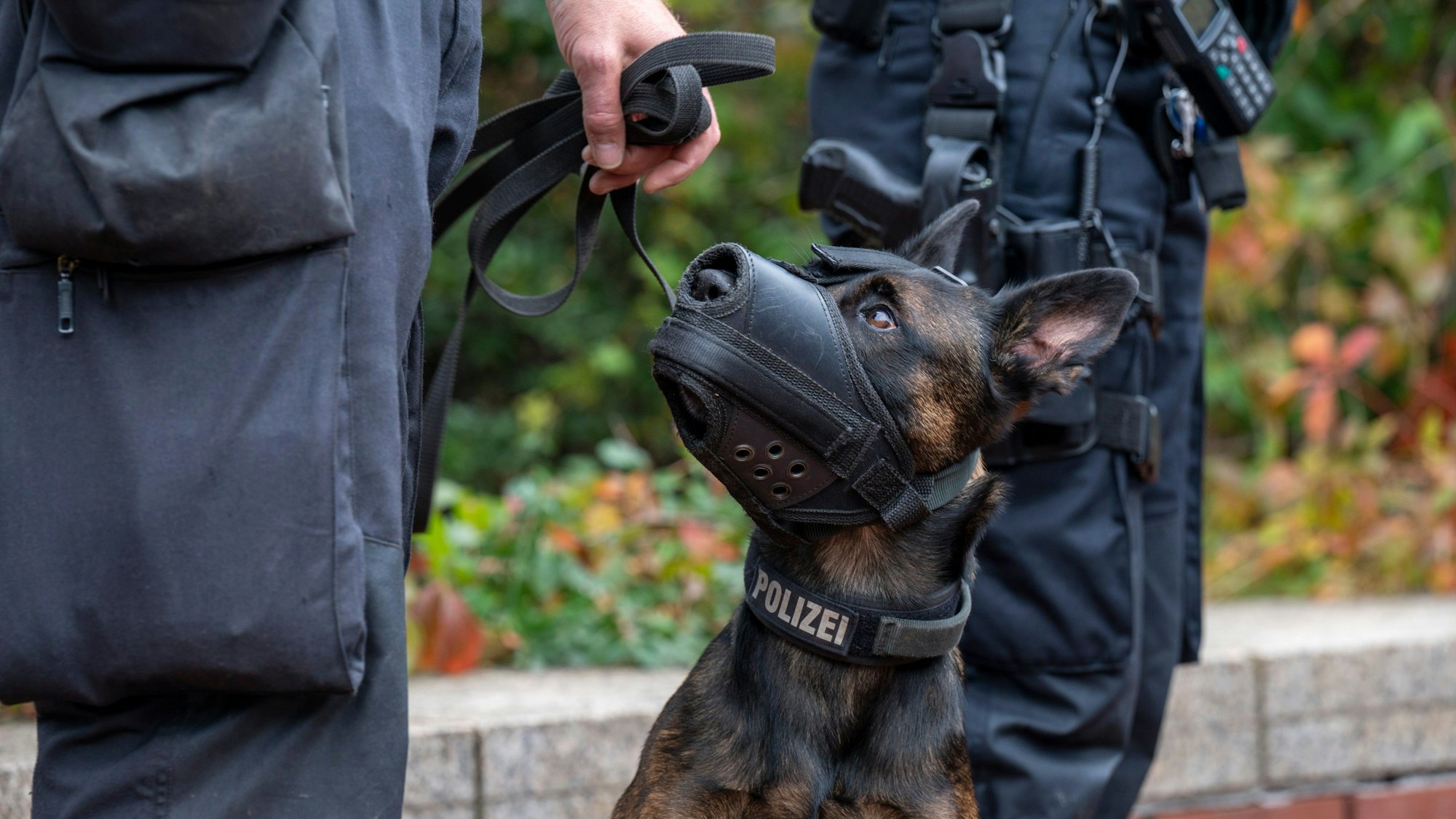 29.10.2023, Köln: Polizeihund im Einsatz. Foto: Uwe Weiser