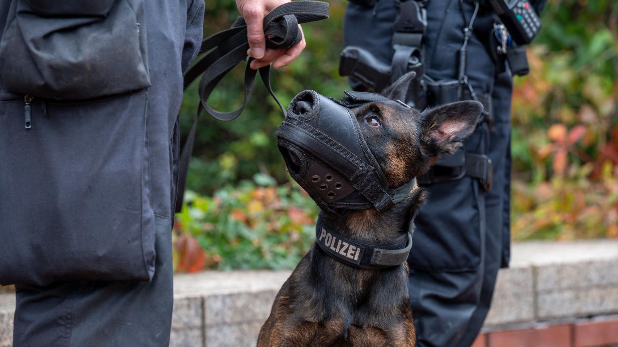 Polizeihund „Woodstock“ konnte einen Einbrecher fassen. (Symbolbild)
