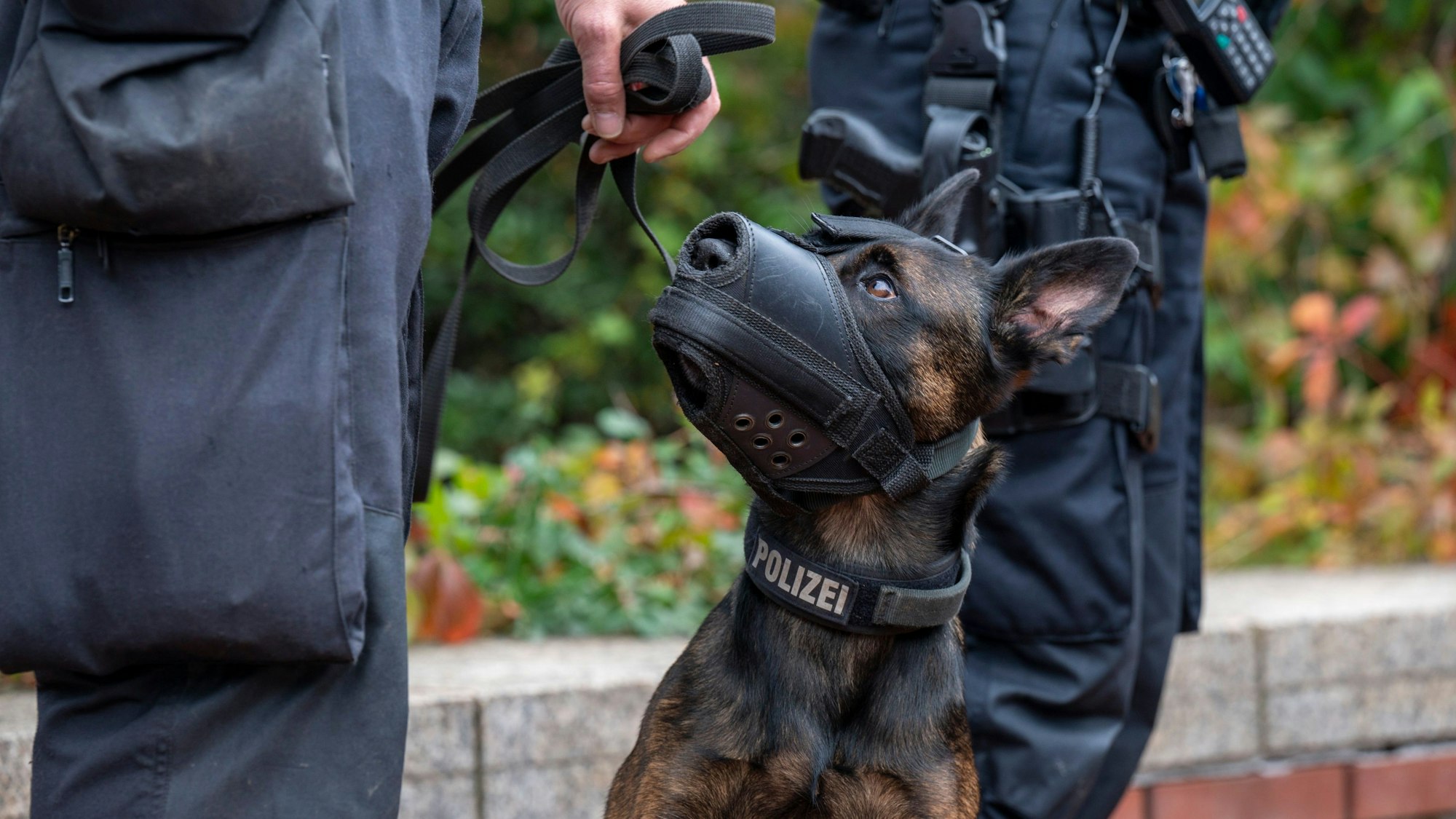 Polizeihund „Woodstock“ konnte einen Einbrecher fassen. (Symbolbild)