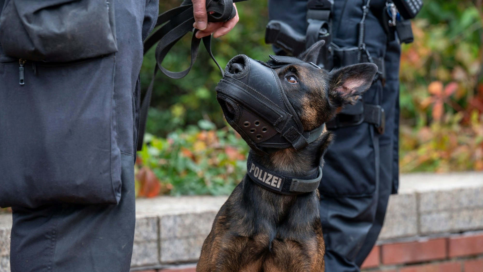 Ein Polizeihund erschnüffelte die Fährte eines mutmaßlichen Kupferdiebes. (Symbolbild)