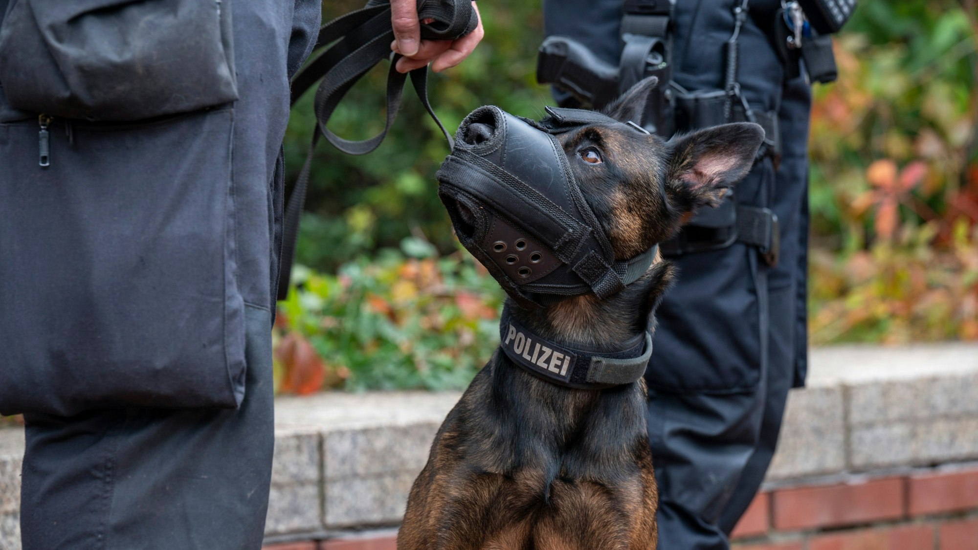 Ein Polizeihund im Einsatz.
