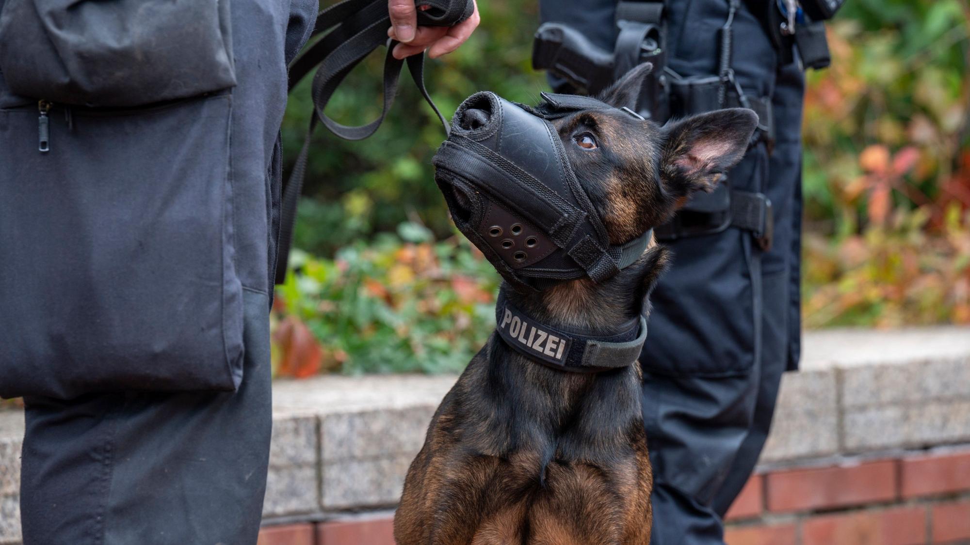 Ein Polizeihund sieht zu einem Polizisten hinauf.