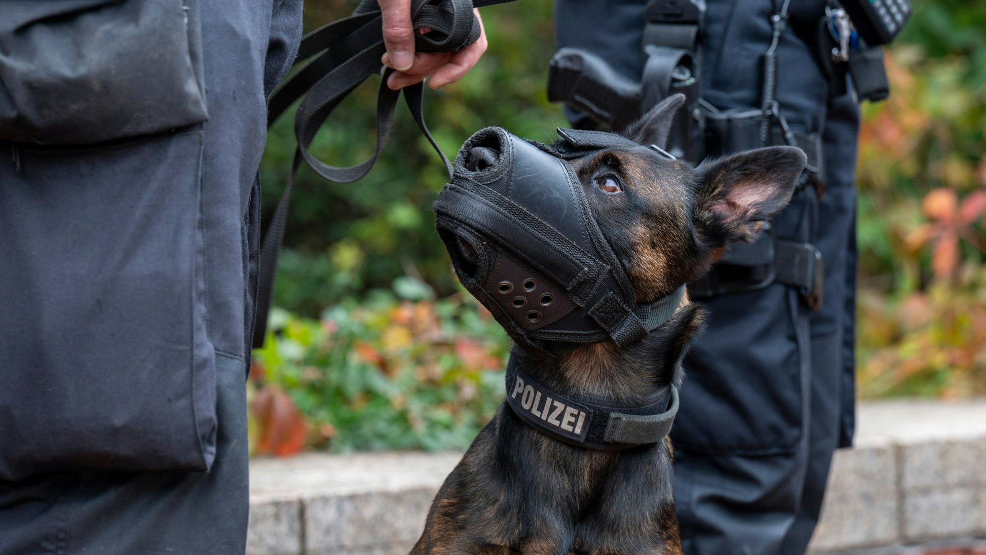 Zu sehen ist ein Polizeihund im Einsatz.