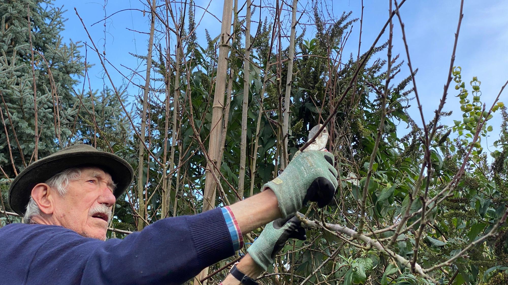 Gartenexperte Klemens Delgoff weiß, wann und wie die Pflanzen beschnitten werden müssen.