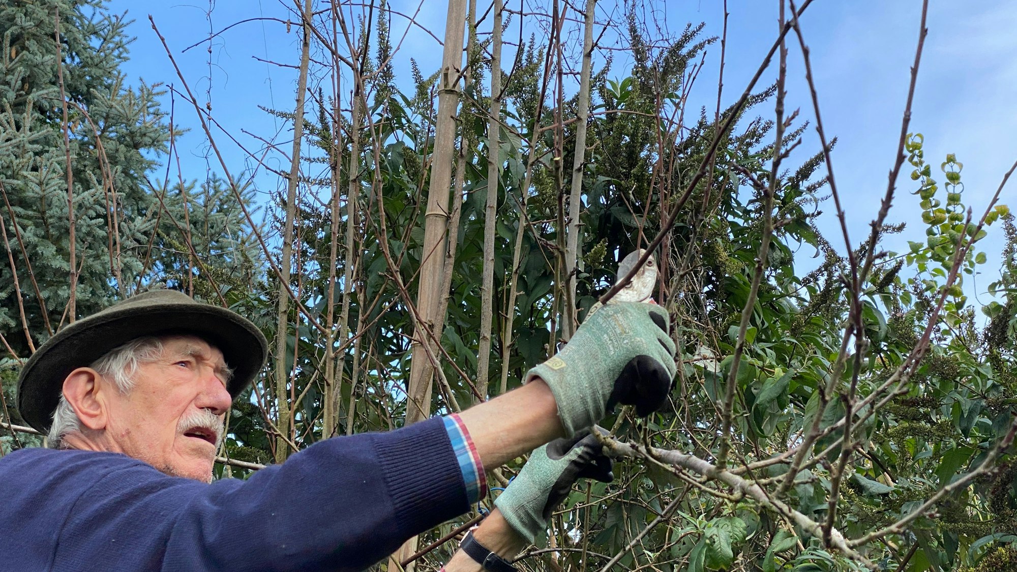 Gartenexperte Klemens Delgoff weiß, wann und wie die Pflanzen beschnitten werden müssen.