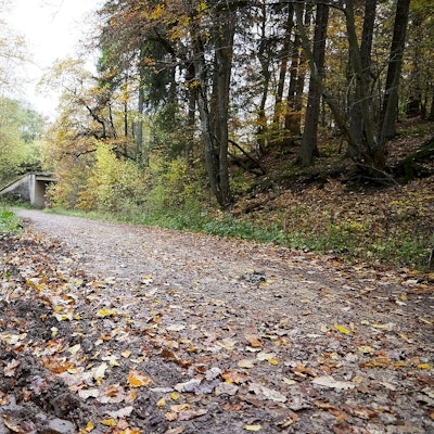 Das Bild zeigt den mit Blättern bedeckten Waldweg.