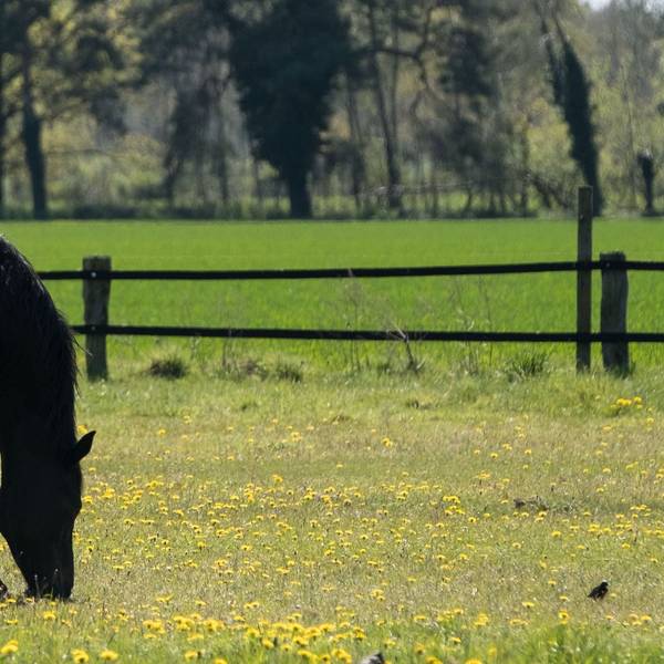 Ein schwarzes Pferd steht am 05.05.2016 bei Fuhrberg (Niedersachsen) auf einer blühenden Wiese. Hoch «Peter» sorgt am Vatertag für Sonnenschein. Foto: Peter Steffen/dpa ++ +++ dpa-Bildfunk +++