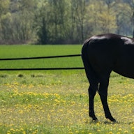 Ein schwarzes Pferd steht am 05.05.2016 bei Fuhrberg (Niedersachsen) auf einer blühenden Wiese. Hoch «Peter» sorgt am Vatertag für Sonnenschein. Foto: Peter Steffen/dpa ++ +++ dpa-Bildfunk +++