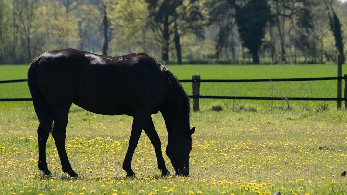 Ein schwarzes Pferd steht am 05.05.2016 bei Fuhrberg (Niedersachsen) auf einer blühenden Wiese. Hoch «Peter» sorgt am Vatertag für Sonnenschein. Foto: Peter Steffen/dpa ++ +++ dpa-Bildfunk +++