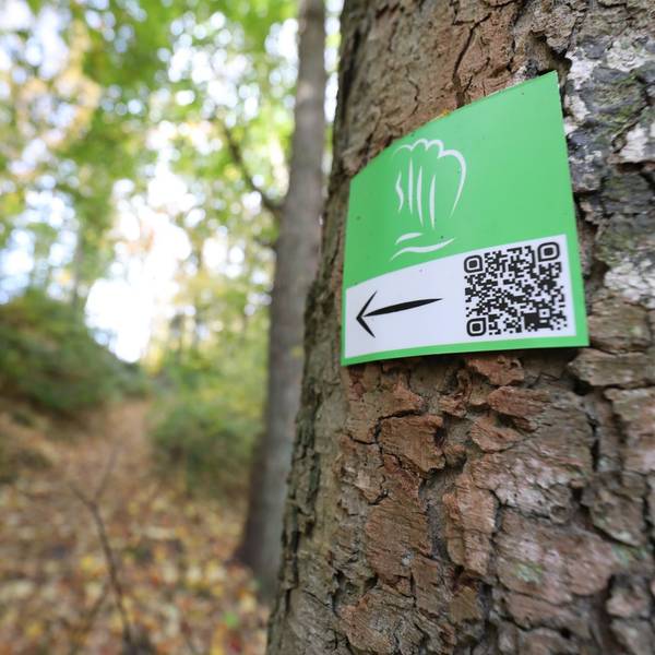 Ein kleines grünes Schild mit einem schwarzen Pfeil und einem QR-Code an einem Baum weist auf die „Wege der Wildnis“ hin.