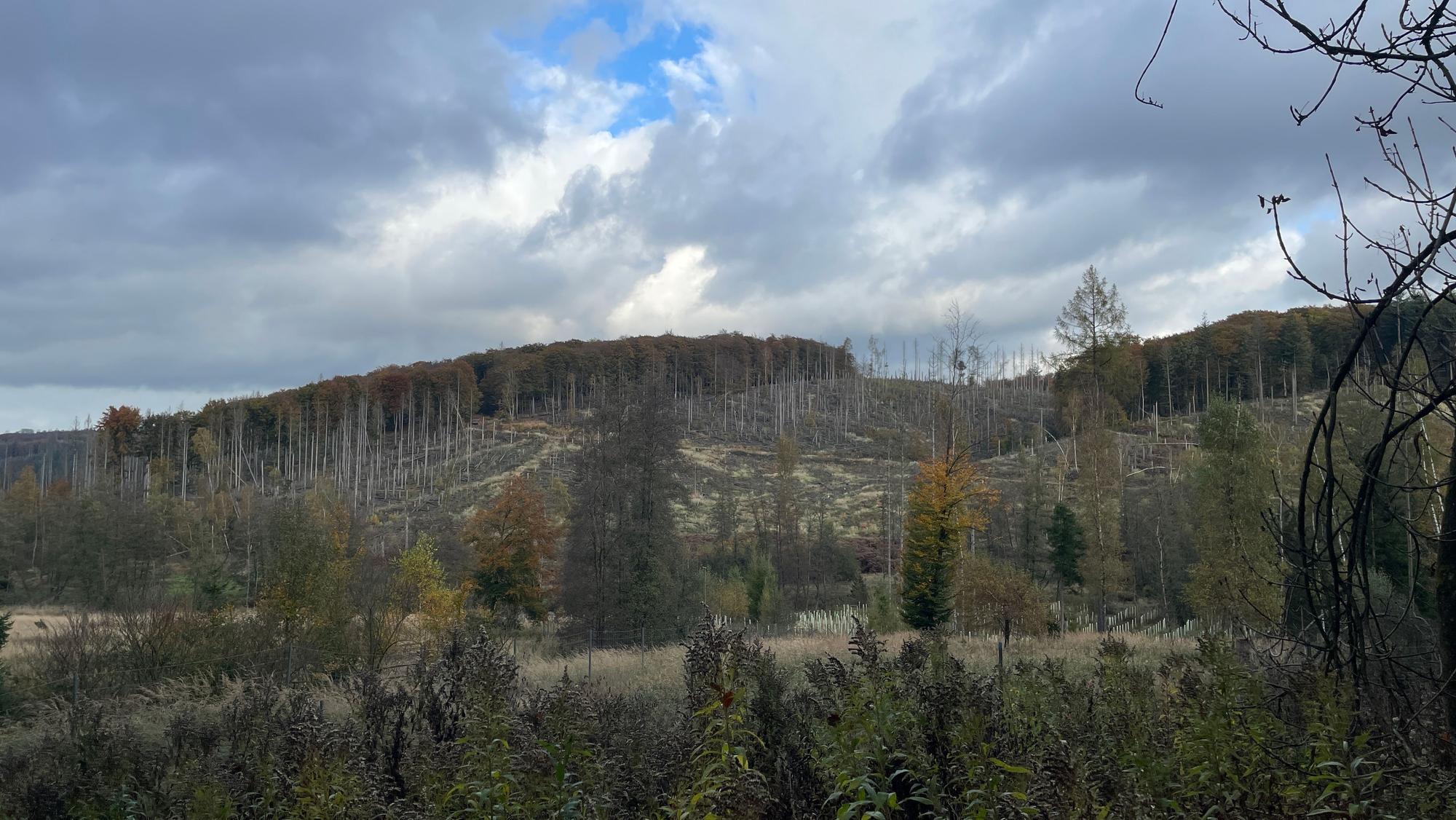 Kalamitätsflächen, also Flächen, die durch Schädlinge, Witterung oder Krankheiten, stark geschädigt sind, sind zu sehen, umgeben von Wald.