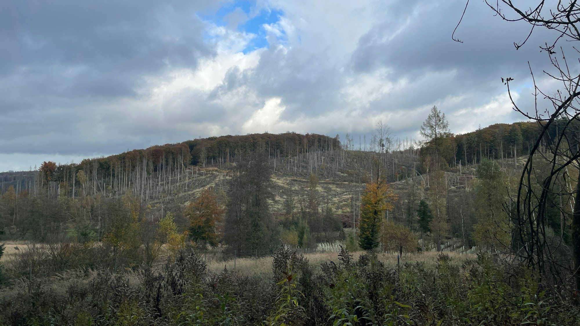 Kalamitätsflächen, also Flächen, die durch Schädlinge, Witterung oder Krankheiten,  stark geschädigt sind, sind zu sehen, umgeben von Wald.