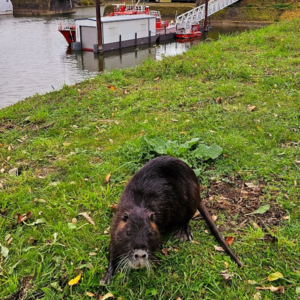 Ein Nutria auf einer Wiese vor der Deutzer Drehbrücke