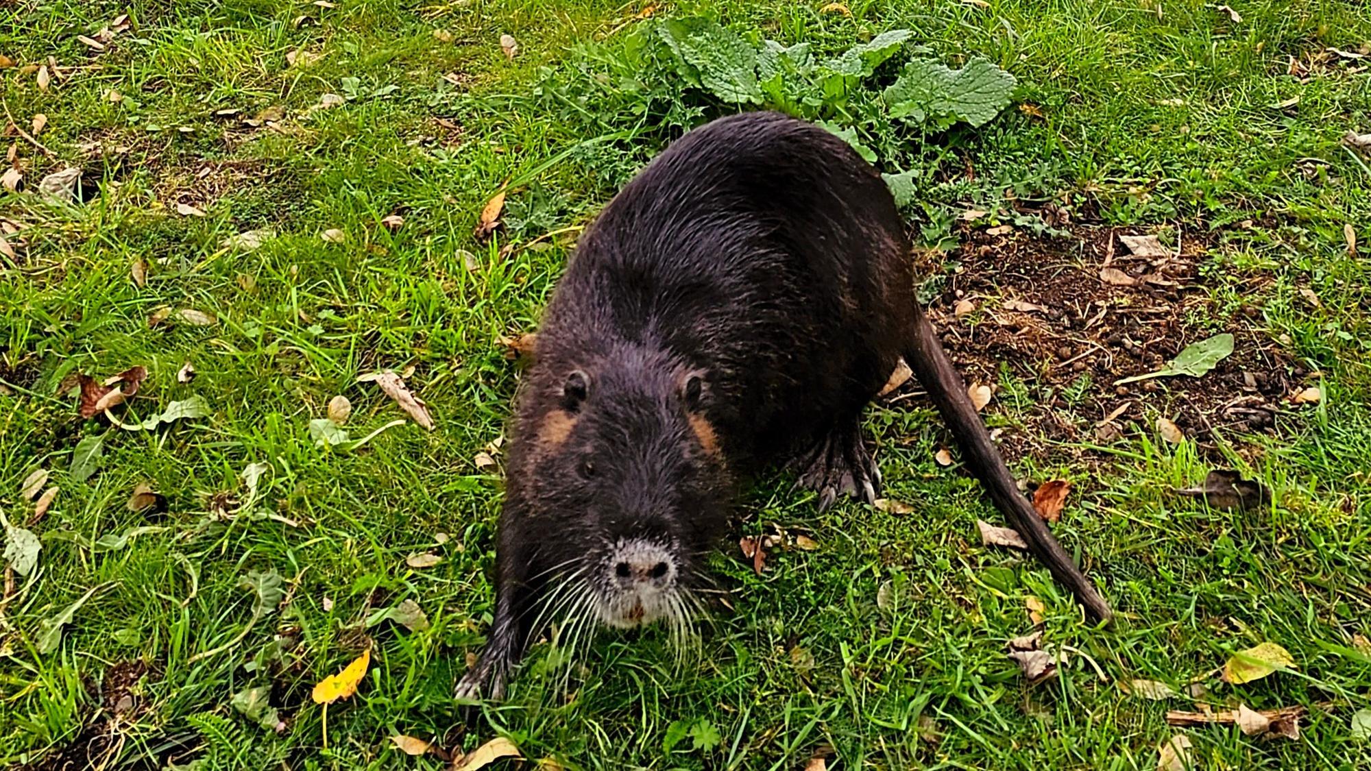 Ein Nutria auf einer Wiese vor der Deutzer Drehbrücke