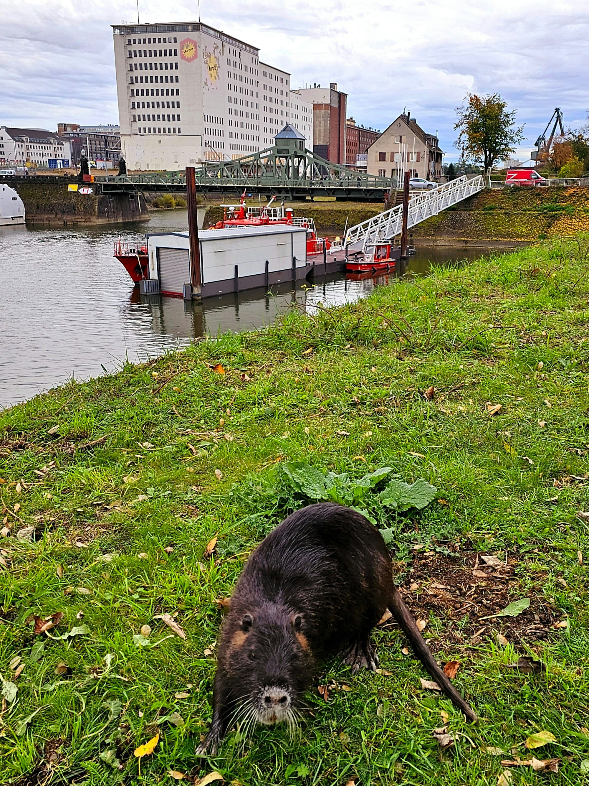 Nutria in Köln-Deutz gesichtet