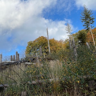 Forschungsnetzwerk Wald