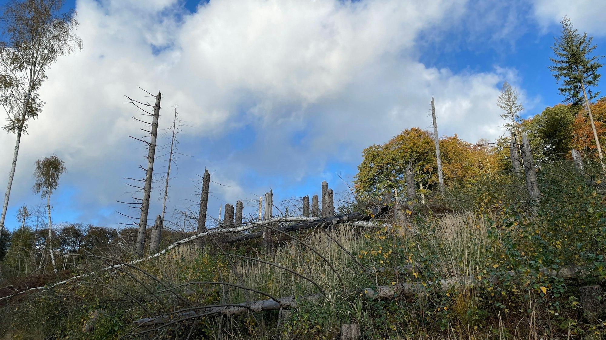 Forschungsnetzwerk Wald