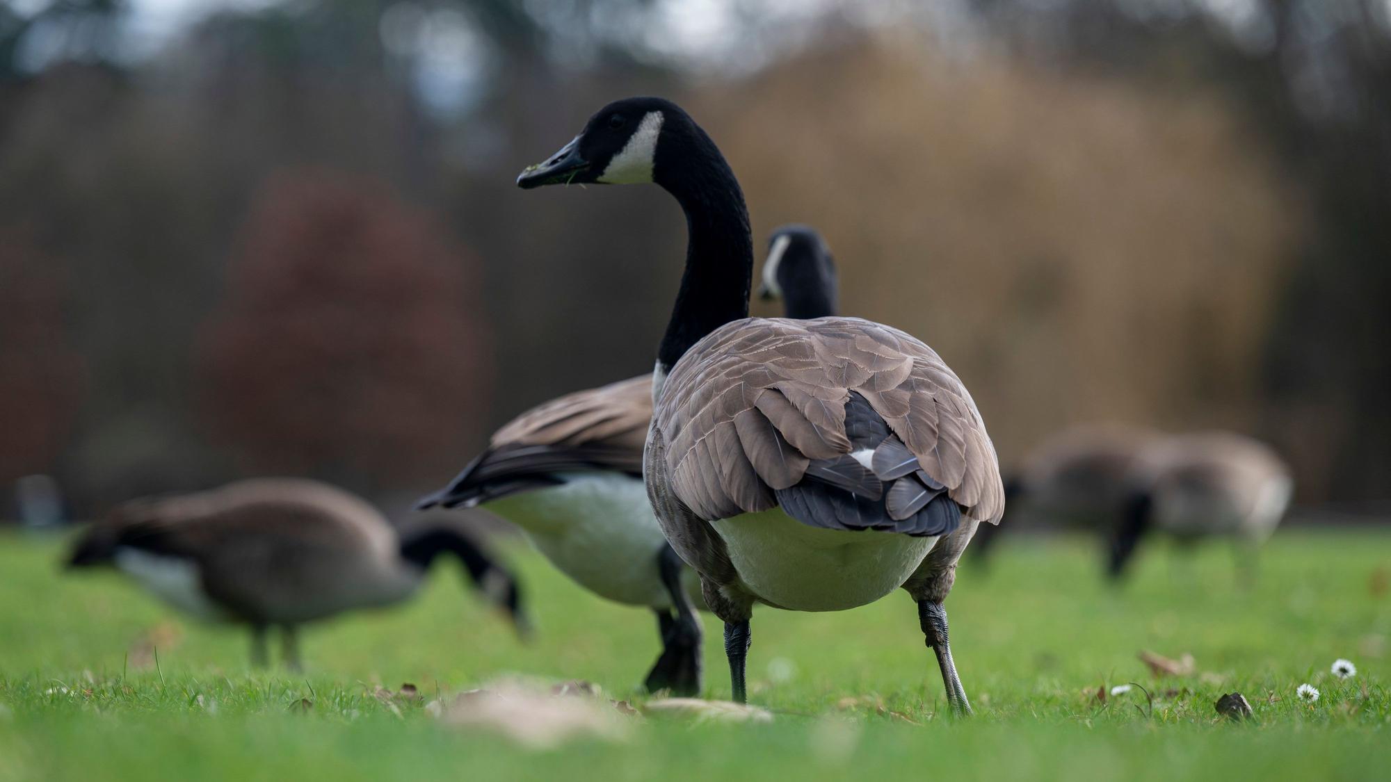 Kanadagänse auf einer Wiese