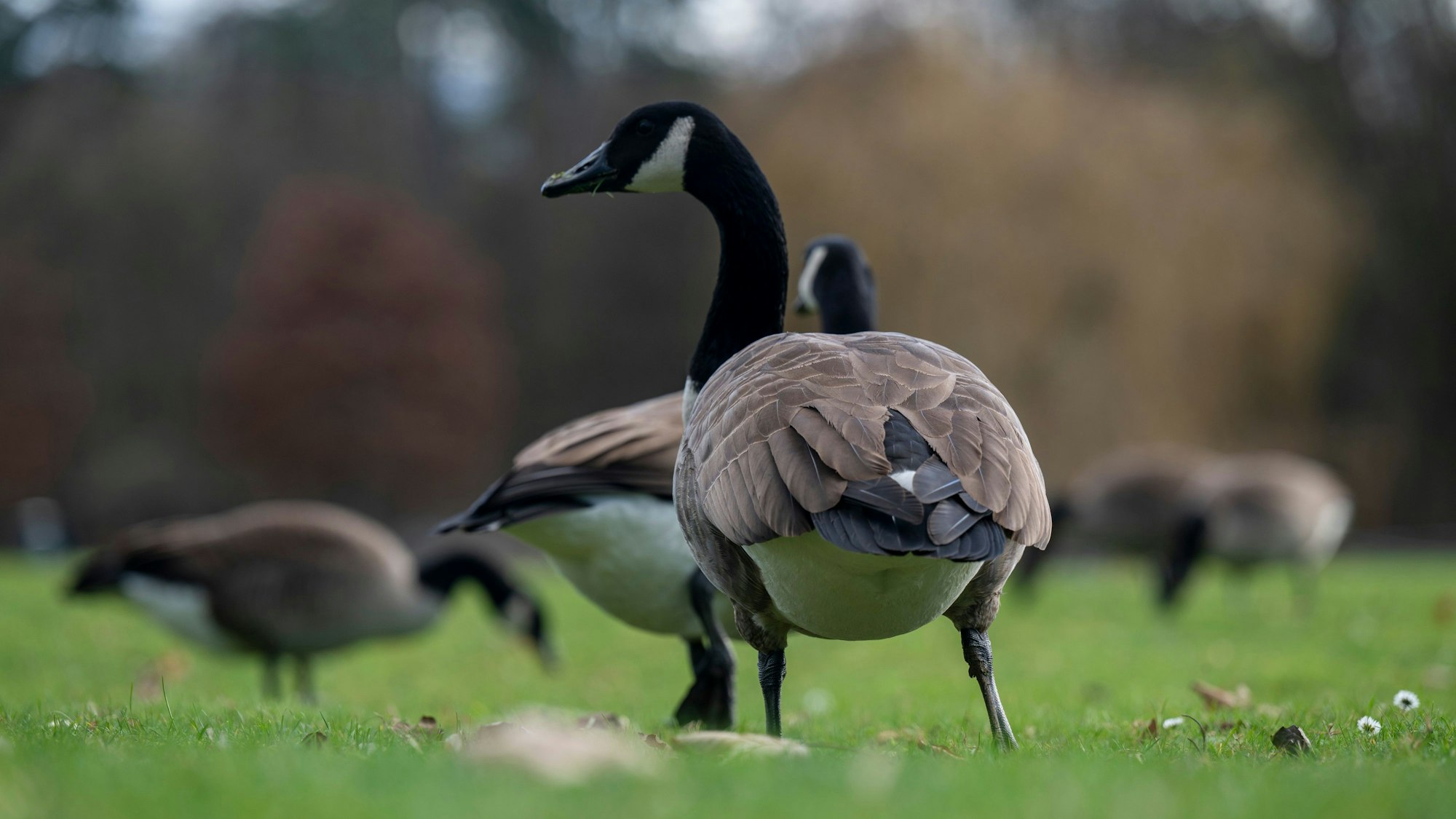 Kanadagänse auf einer Wiese