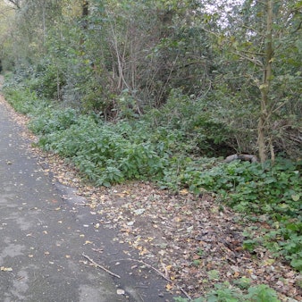 Umgeben von Gebüsch und Bäumen verläuft ein schmaler asphaltierter Weg.