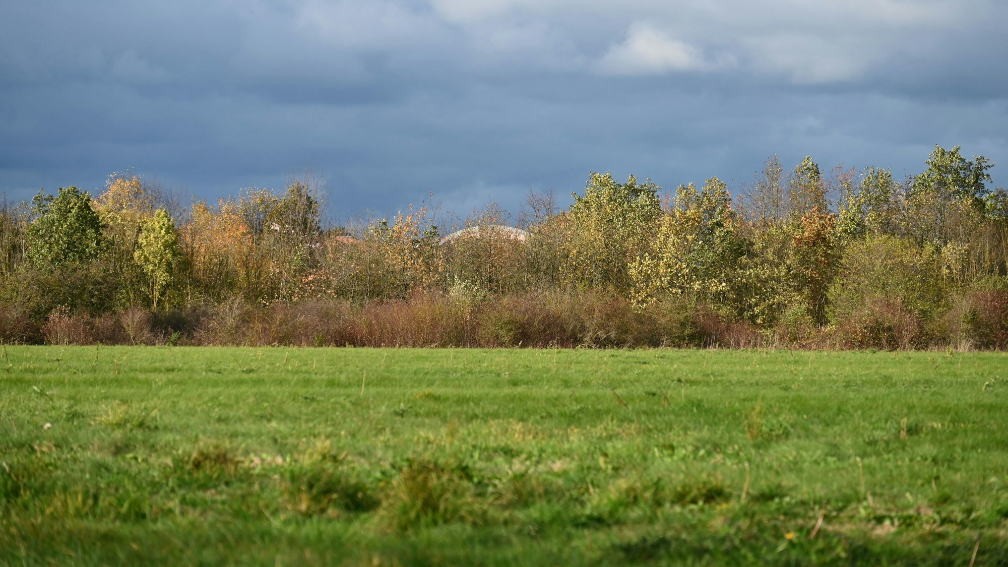 Im Vordergrund sieht man Grünland, dahinter einen Baumstreifen, der vom Dach der Waldorfschule überragt wird.