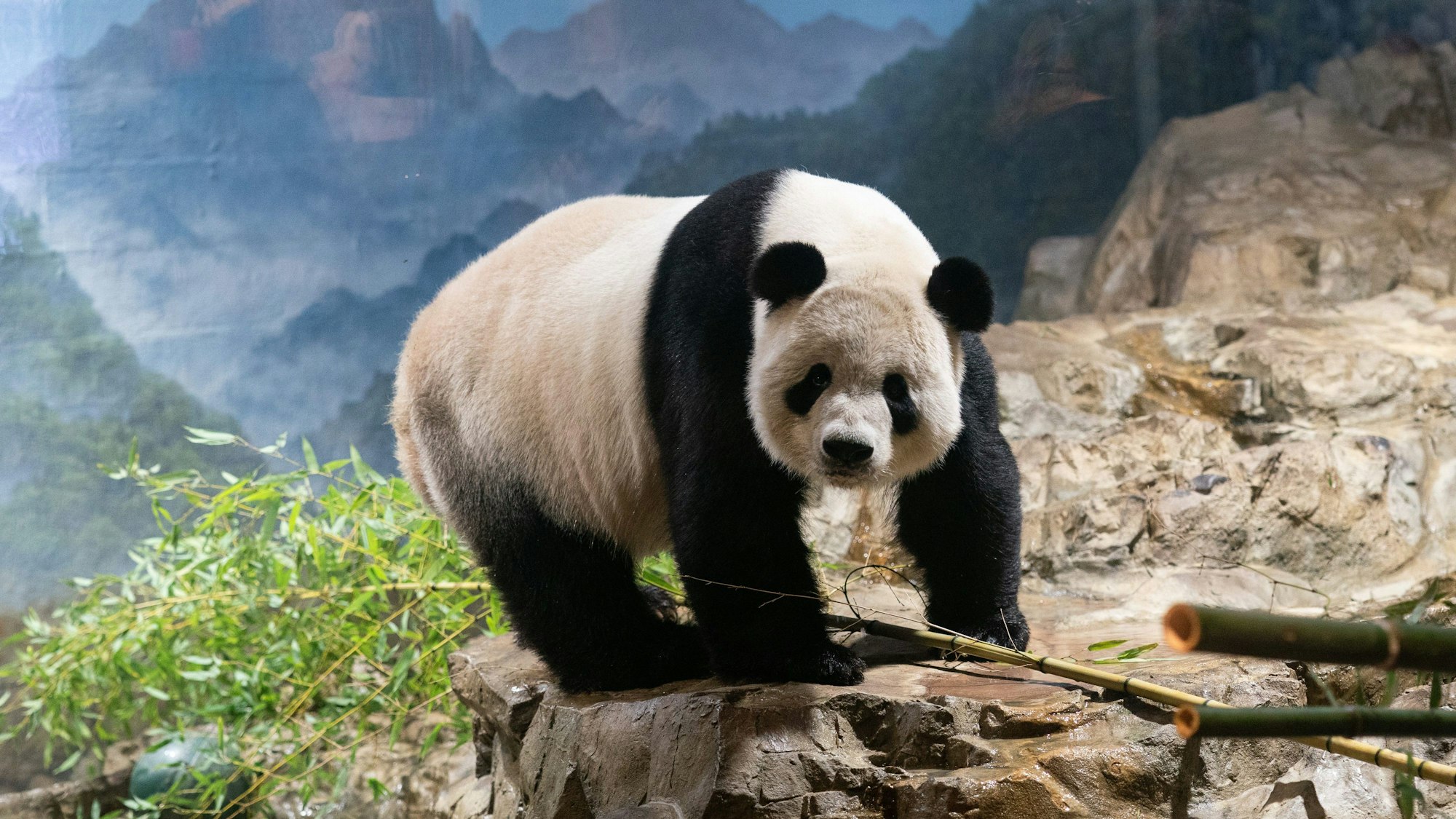 ARCHIV - 01.10.2023, USA, Washington: Der Große Panda Tian Tian ist im Smithsonian's National Zoo zu sehen. Die Großen Pandas Mei Xiang, Tian Tian und Xiao Qi Ji, die sich derzeit im Smithsonian's National Zoo aufhalten, werden gemäß einer früheren Vereinbarung mit der China Wildlife Conservation Association (CWCA) bis Ende des Jahres nach Hause zurückkehren. (zu dpa "Washington nimmt Abschied: Pandas machen sich auf den Weg nach China") Foto: Liu Jie/XinHua/dpa +++ dpa-Bildfunk +++