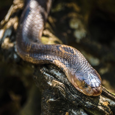 Eine Östliche Braunschlange kriecht über einen Ast.