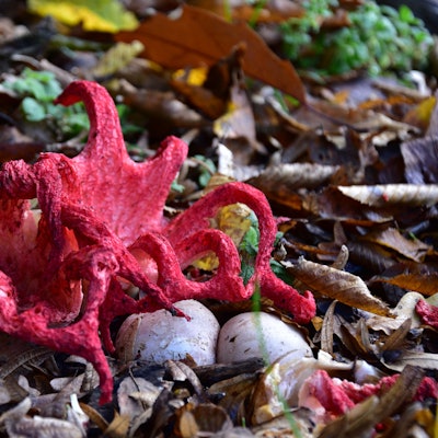 Tintenfischpilz mit auffallend roten Tentakeln.