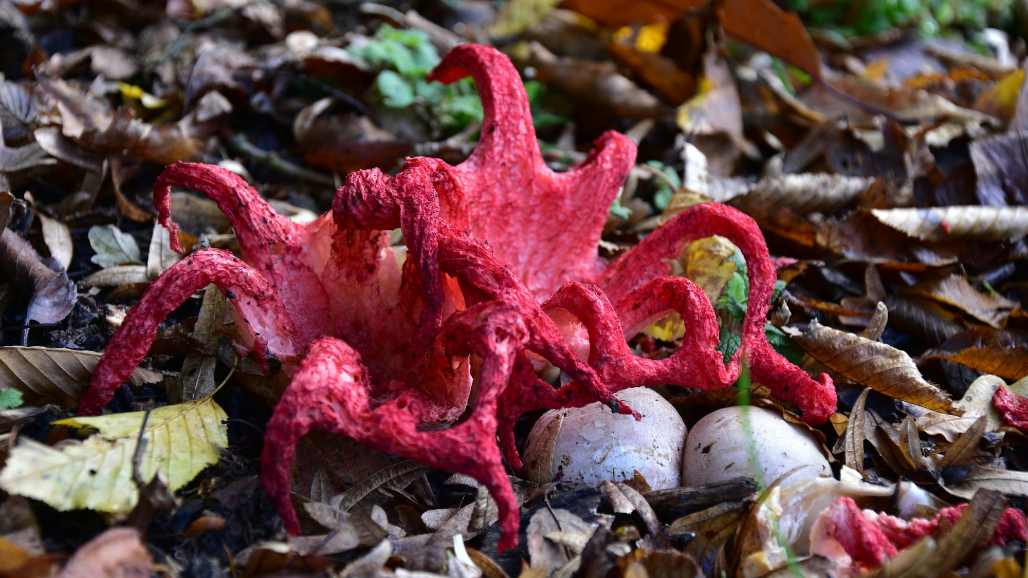 Tintenfischpilz mit auffallend roten Tentakeln.