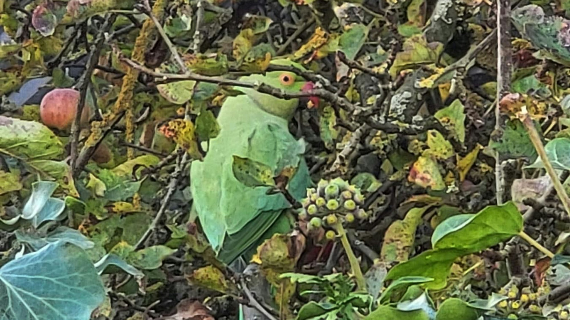Das Bild zeigt einen Halsbandsittich in einem Apfelbaum.