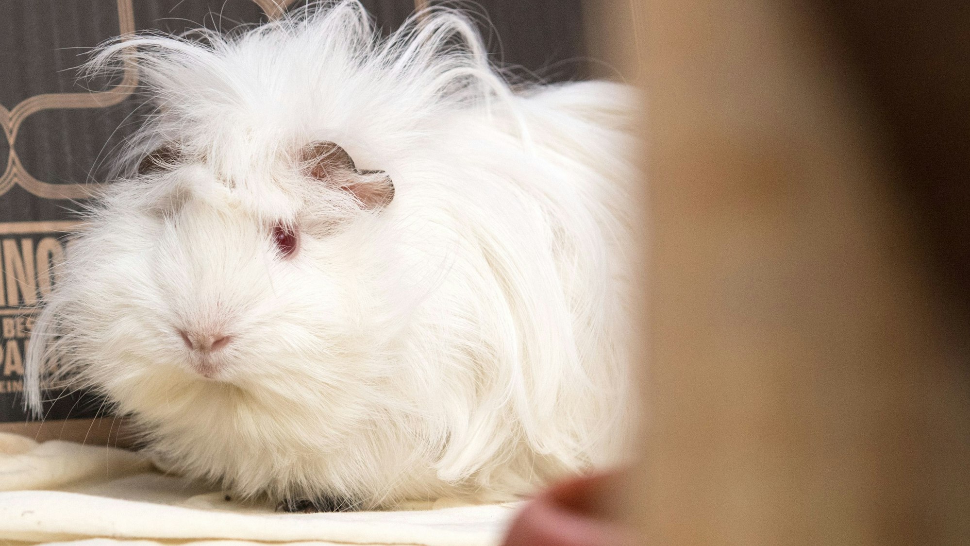 Ein weißes Meerschweinchen sitzt auf einer Decke auf dem Boden.