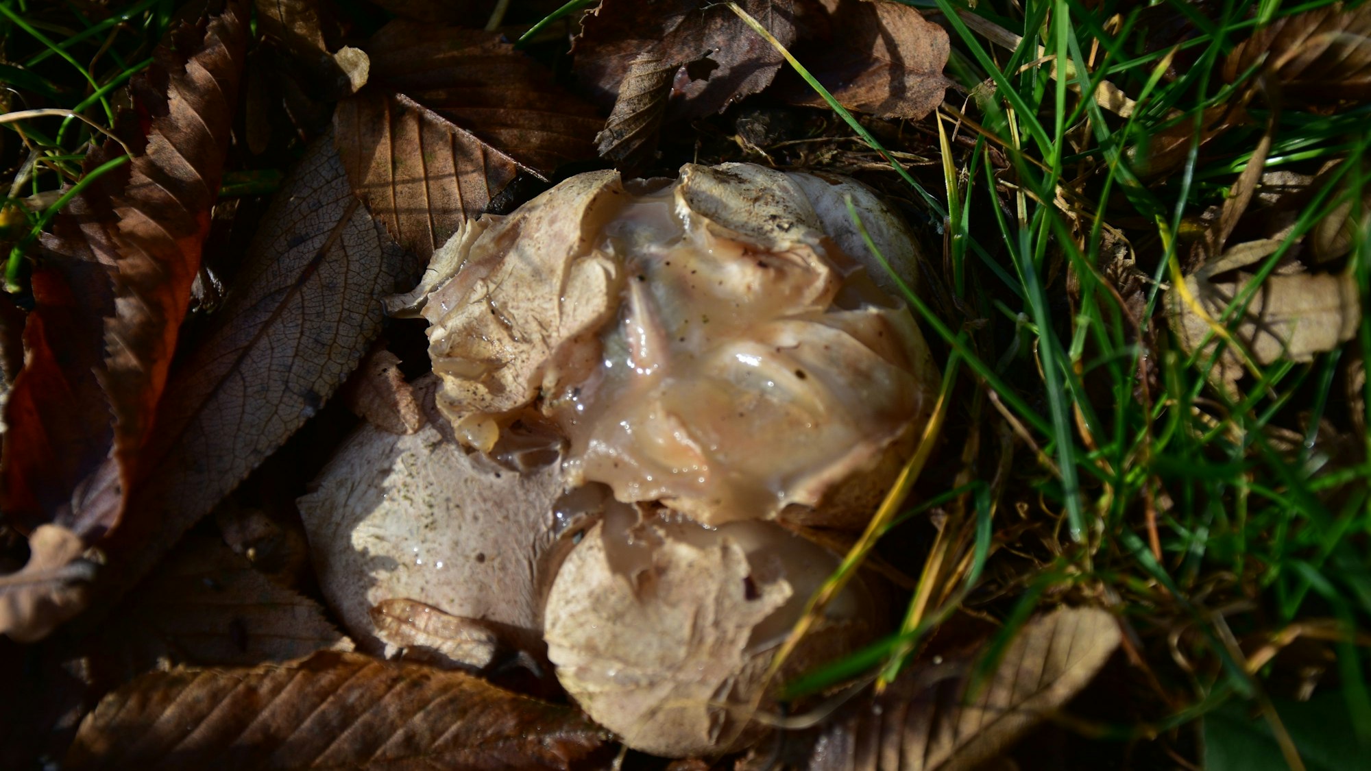 Hellbraunes Hexenei, aus dem glibberige Masse austritt.