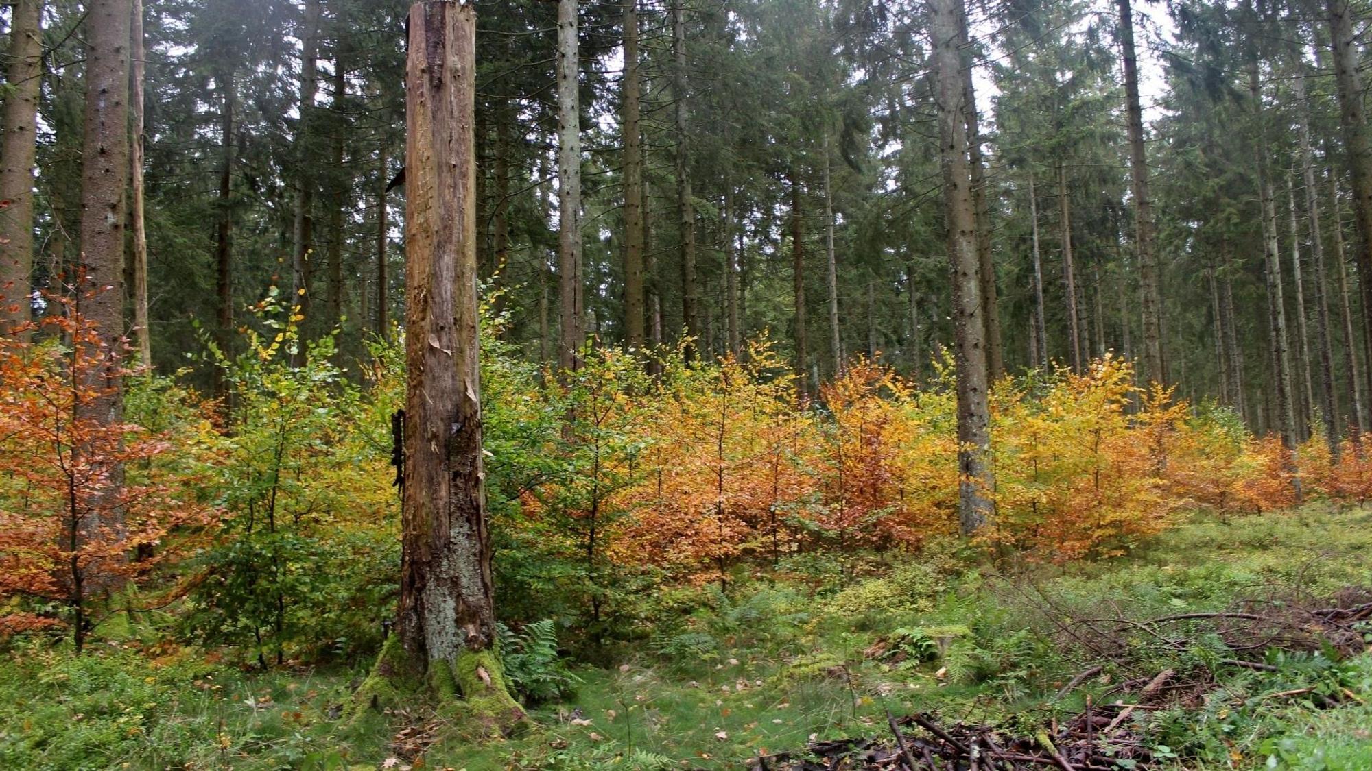 Im Nationalpark Eifel wachsen junge Buchen unter alten Fichtenbeständen.