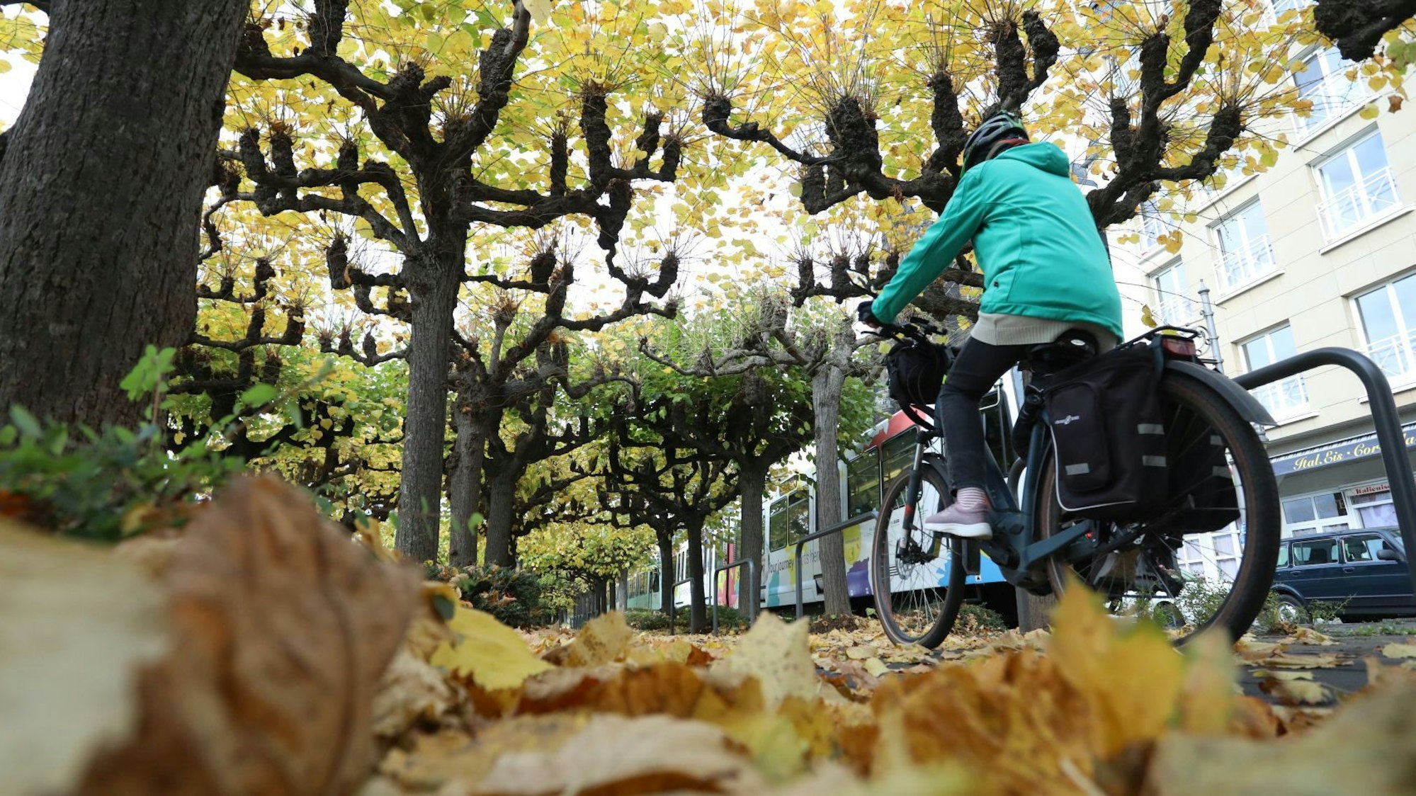 Ein Radfahrer mit grüner Jacke fährt über den Radweg an der Rheinpromenade, auf dem viel buntes Herbstlaub liegt.