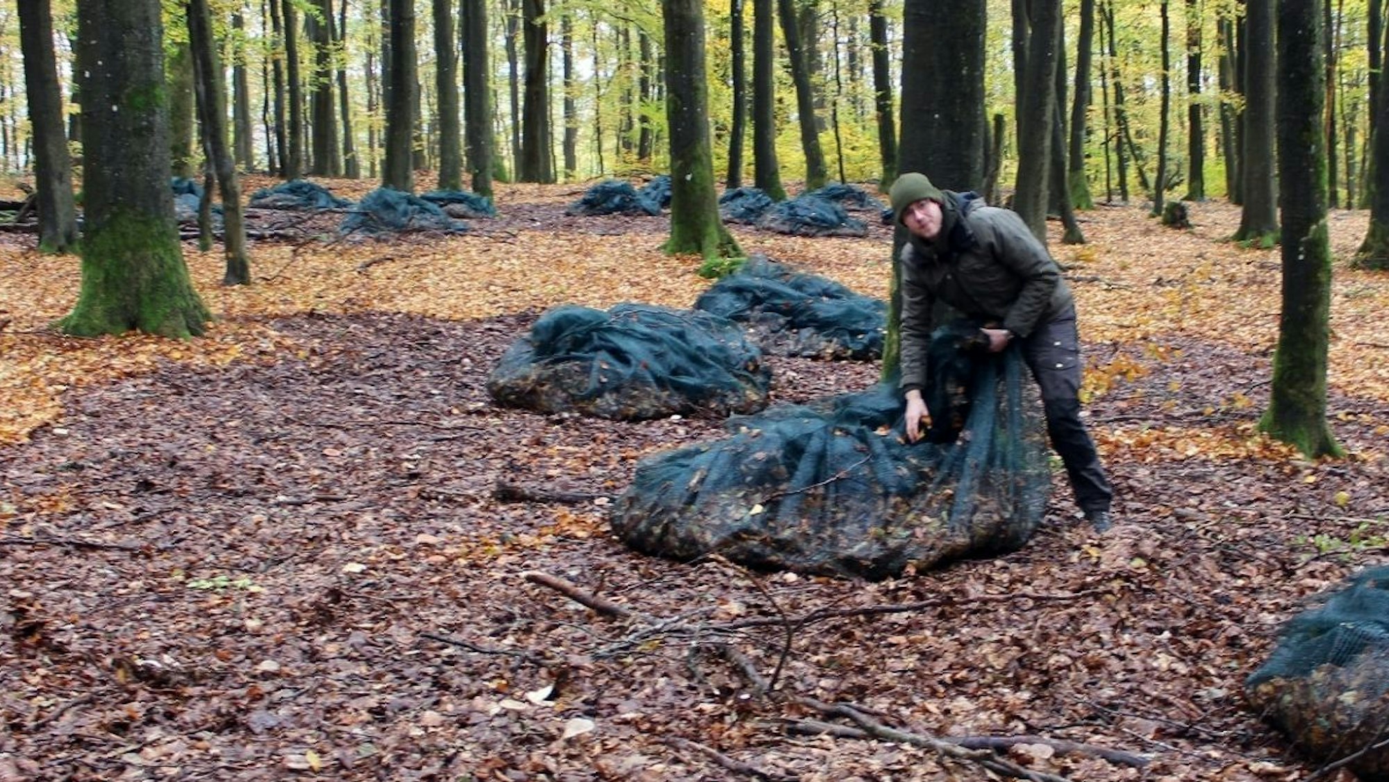 Ignaz Berens kontrolliert die Ernteabläufe. Die Sammelnetze lagen mehrere Wochen auf dem Waldboden, der sich nun von der trockeneren Umgebung abhebt.