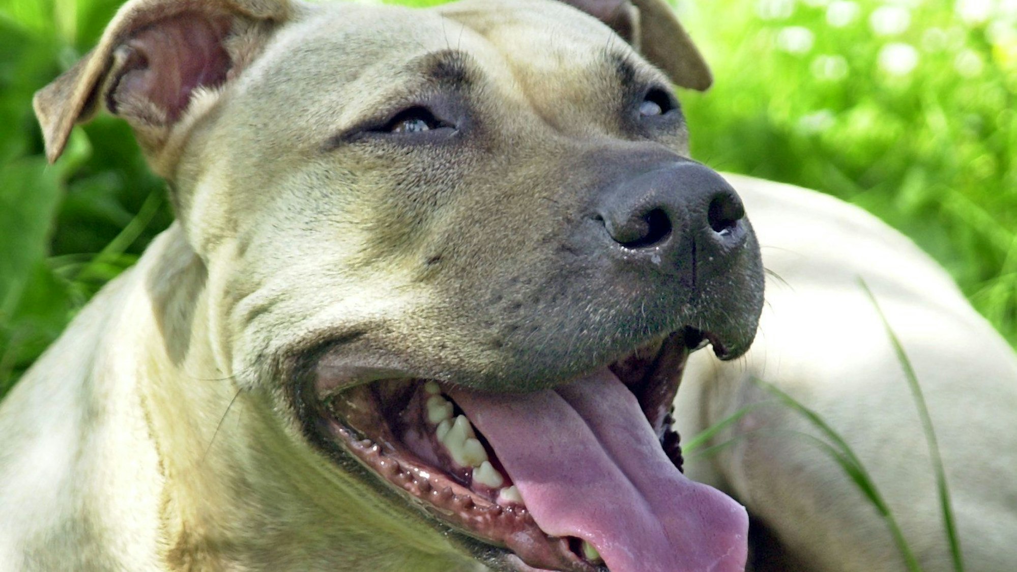 Hund der Rasse American Staffordshire Terrier