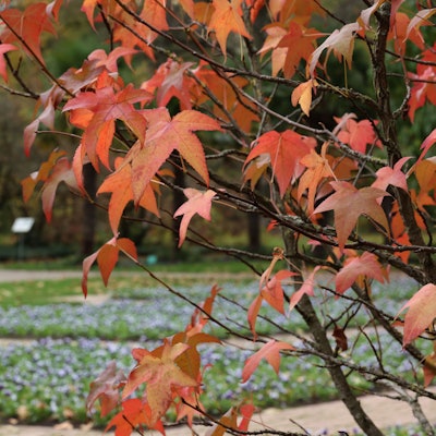 Roter Ahorn vor Stiefmütterchenbeeten.