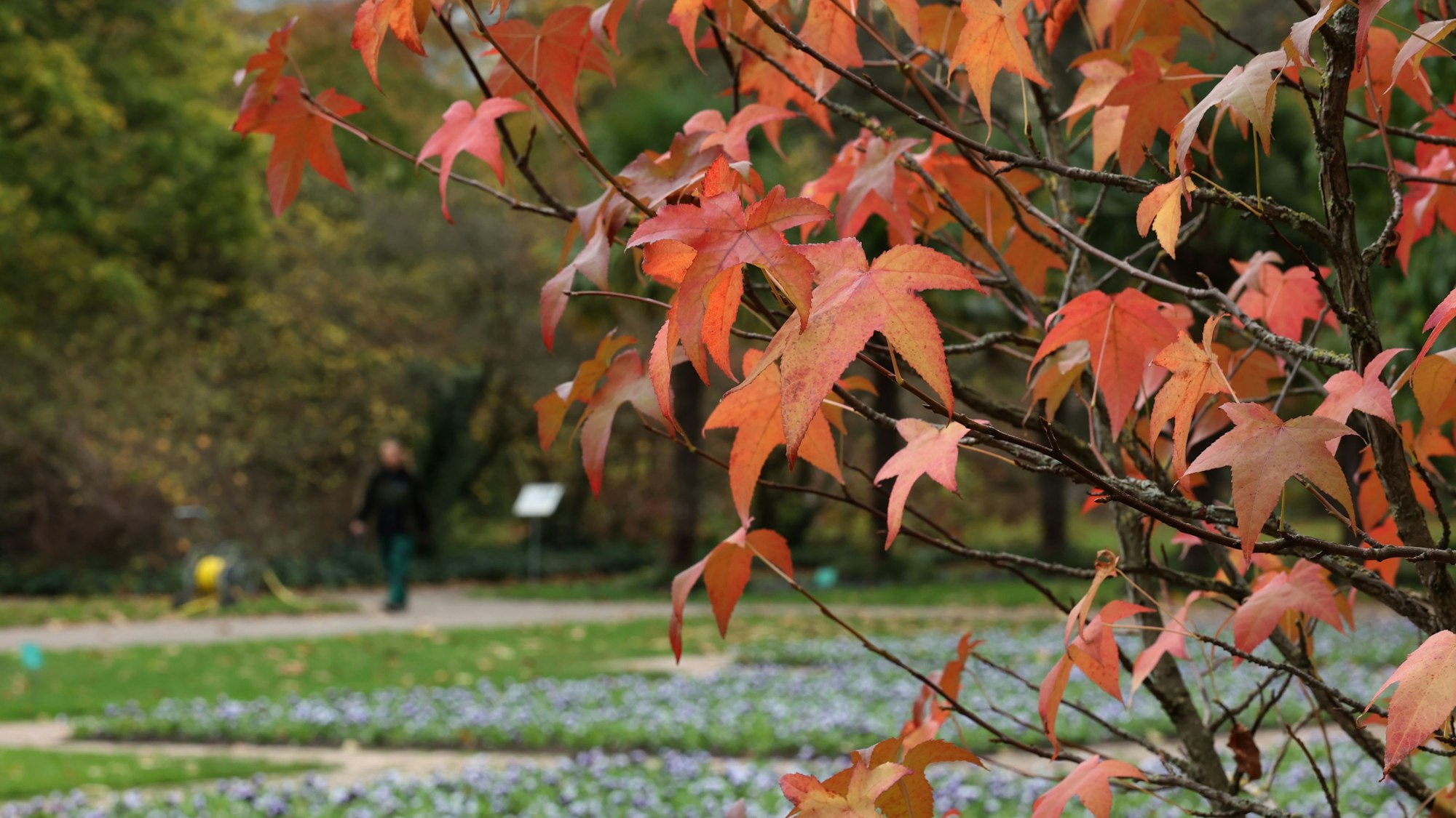 Roter Ahorn in der Kölner Flora.