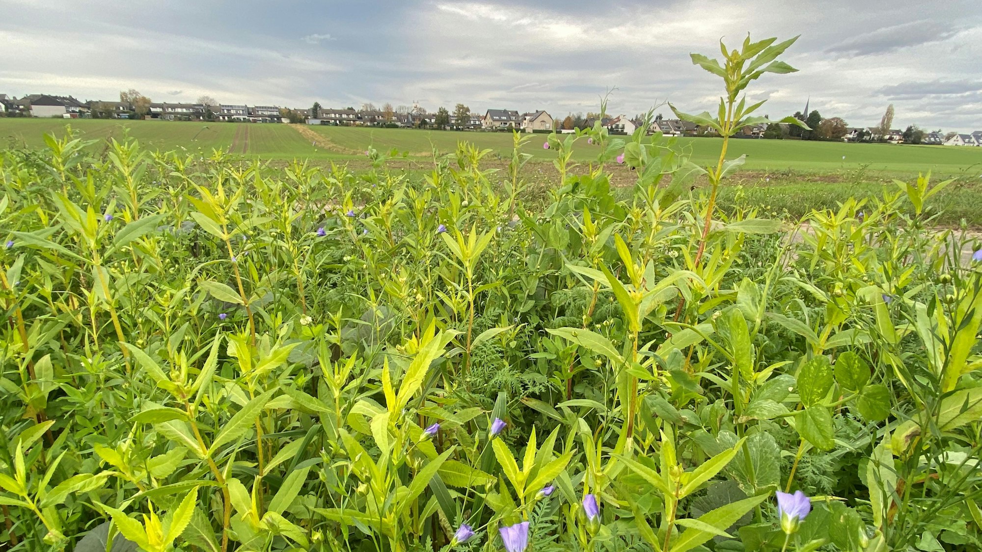 Ein blühendes grünes Feld im Vordergrund, im Hintergrund Häuser und ein wolkenverhangener Horizont