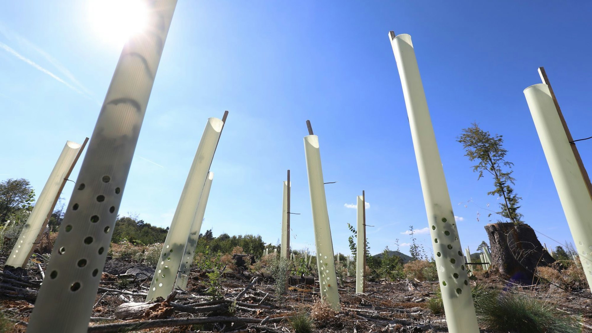 Wiederaufforstung im Stadtwald Bad Honnef.